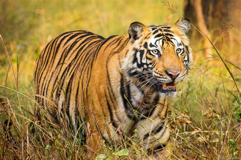 Bengal Tiger Bandhavgarh National Park India Grant Ordelheide