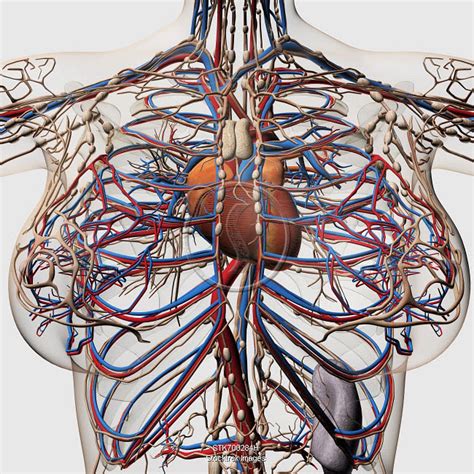 Medical Illustration Of Female Breast Arteries Veins And Lymphatic