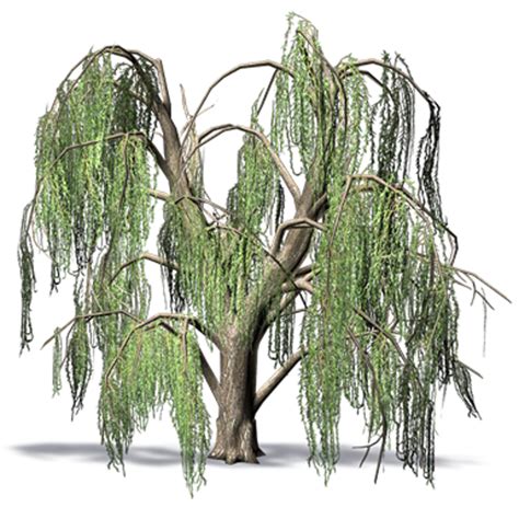 Bim Objects Free Download Weeping Willow Bimobject