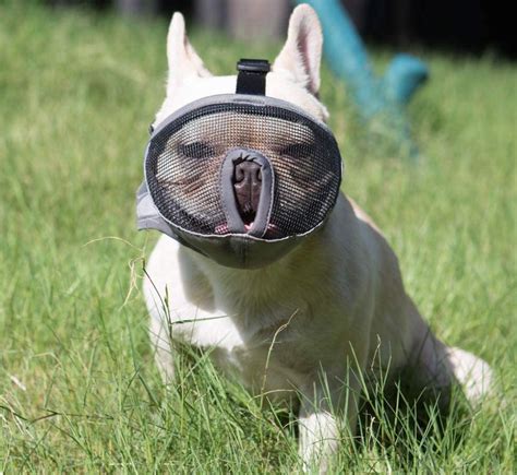 French Bulldog Muzzle Should You Muzzle Your French Bulldog