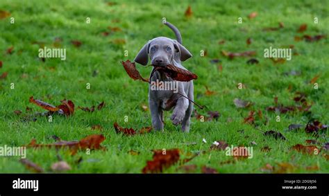 9 Week Old Cute Weimaraner Pup Exploring Park Stock Photo Alamy