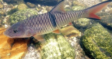Hewan berbentuk lucu ini hampir ada di semua perairan dunia, daerah subtropis maupun tropis, baik air tawar maupun air laut. Ikan Hampala - Jenis Ikan Predator yang Bisa di Pelihara ...