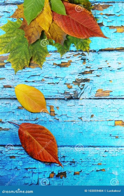 Autumnal Leaves On Old Blue Background Stock Photo Image Of Maple