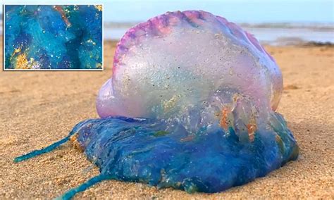Deadly Man O War Jellyfish Filmed On Cornwall Beach Daily Mail Online