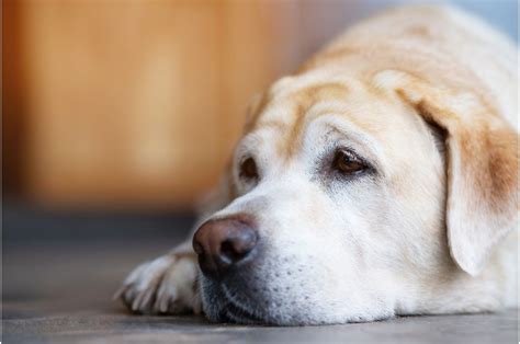 Does Your Dog Have Anxiety Goodrich Veterinary Clinic