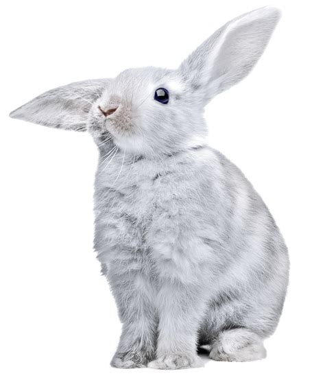 Download White Rabbit With Huge Ears Png Image For Free