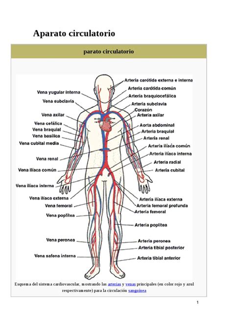 Sistema Circulatorio Humano Diagrama Del Sistema Vector De Stock The