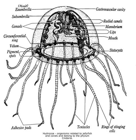 Jellyfish Anatomy Jellyfish Eye Anatomy Diagram Marine Biology