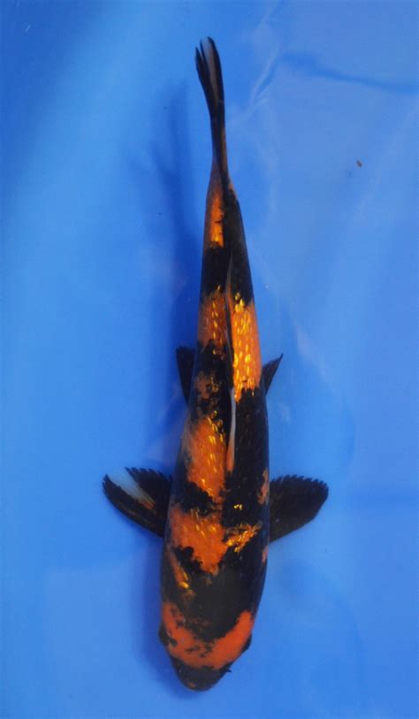 Mit den zwei neuheiten momotarō gin sowie der alkoholfreien variante momotarō ginzero lädt das team der destille kaltenthaler auf eine unvergleichliche genussreise nach japan ein. Gin Rin Hi Utsuri SICK | Gin Rin Hi Utsuri SICK Koi Fish ...