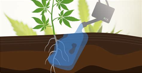 Watering Cannabis Plants How When And How Much