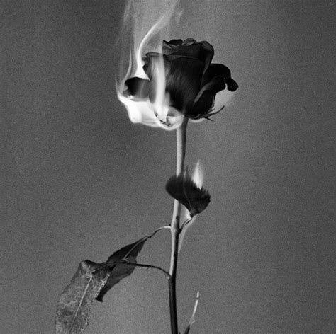Beautiful Black Roses And Heavenly Memories