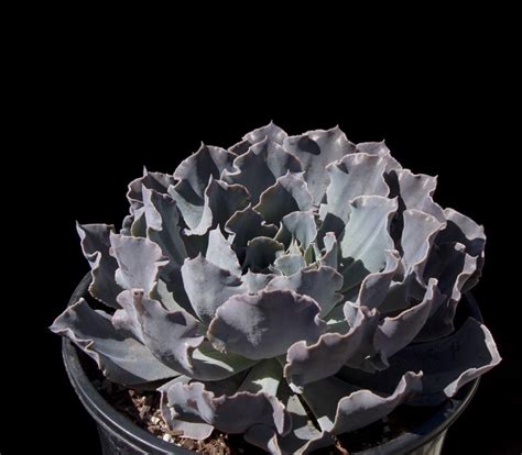 Echeveria Shaviana