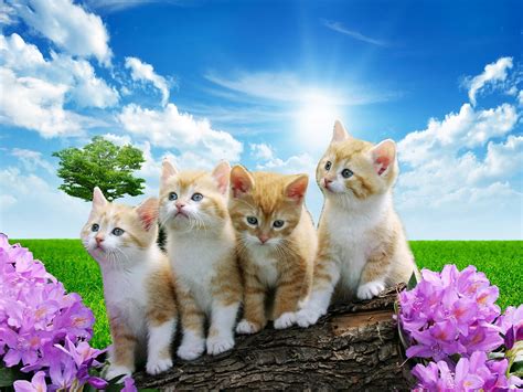 The Fashion Time: Nature animals wallpapers Free Download