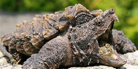 Alligator Snapping Turtle Animal Planets The Most Extreme Wiki Fandom