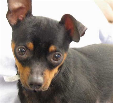 Minute in international system of units. Is Your Dog a Chihuahua or Miniature Pinscher? » MinPinMania