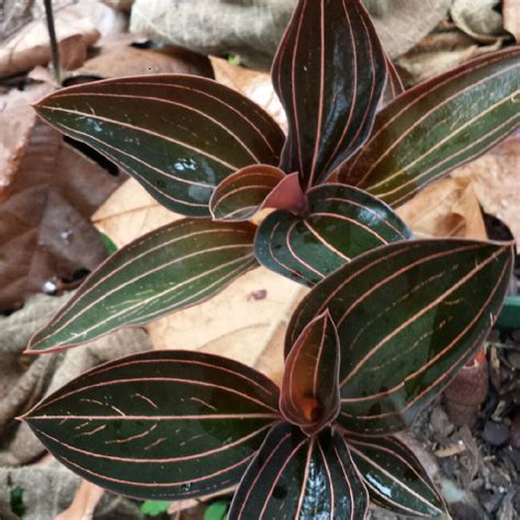 Ludisia Discolor Jewel Orchid In Gardentags Plant Encyclopedia