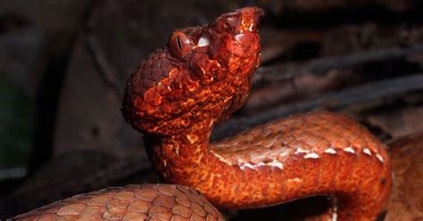 New Snake Species Found In Arunachal Pradesh By Researchers Named