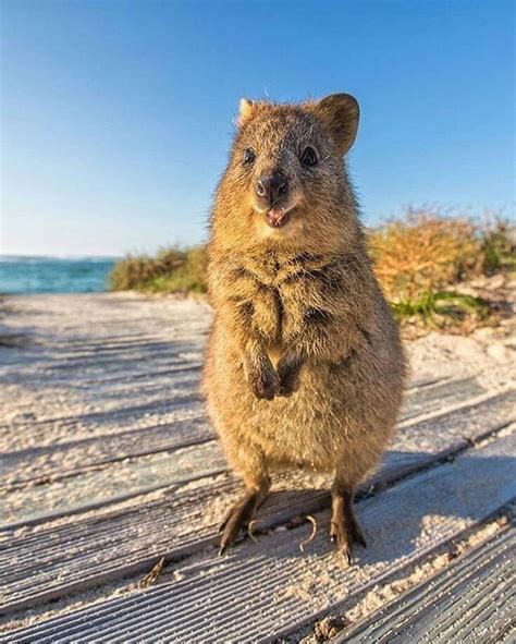 The smiling marsupial that poses for cute selfies. The quokka. It is a small nocturnal marsupial living in ...