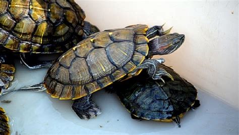 They require special care until they grow mature. How to Take Care of a Turtle | red eared slider turtle ...