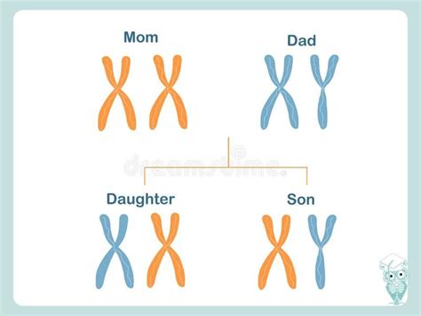 Scheme How X And Y Chromosomes Are Passed On Chromosomal Definition Of