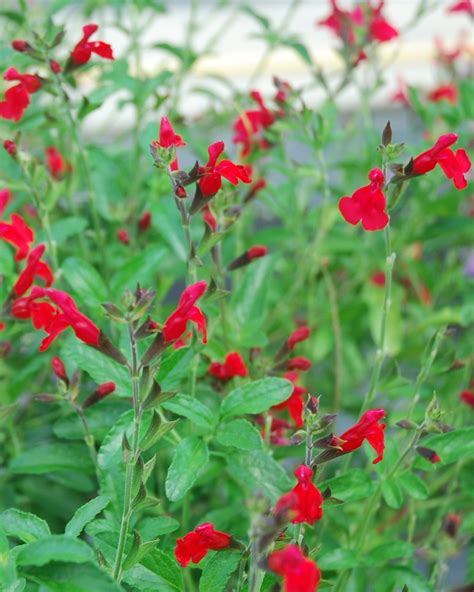 Salvia Greggii ‘radio Red James Greenhouses Perennial Plugs