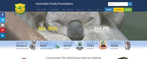 Australian Koala Foundation How To Donate And Help Koalas