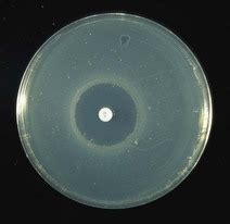 The genus was named after louis pasteur. Pasteurella, Mannheimia, Bibersteinia and Avibacterium ...