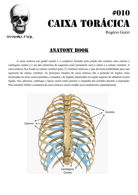 anatomia da caixa toracica esterno costelas e cartilagens costais Rogério Gozzi A caixa