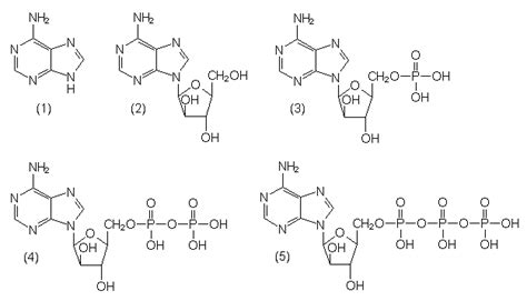 Dies erklärt, warum pro molekül fadh2 weniger atp gebildet werden als pro molekül nadh+h+. Atp Chemischer Aufbau