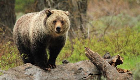 New Court Ruling States That Yellowstone Grizzly Bears Can No Longer Be