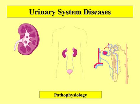 Urinary System Diseases