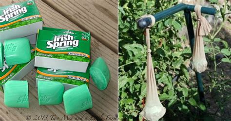 Irish Spring Soap Bug Repellent - PestPhobia
