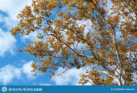 Stunning Fall Tree Changing Colors With Blue Cloudy Sky Stock Image