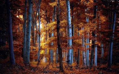 Forest Fall Night Autumn Ildiko Neer Wallpapers