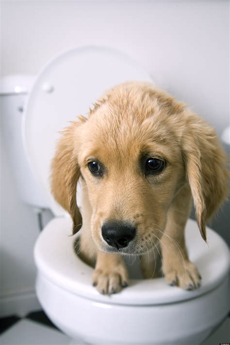 Pet Restrooms In China To Be Public Bathrooms For