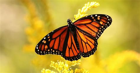 Monarch Butterfly Animals We Protect The Nature Conservancy