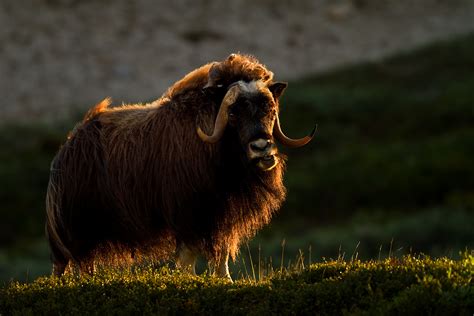 Begge køn har horn, der er brede ved basis og bøjer nedad og fremad. Muskox, Ovibos moschatus - Moskusokse, Author JH ...
