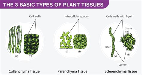 Differentiate The Plant Cell Types Based On Their Characteristics