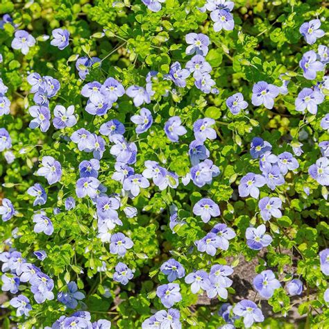 Speedwell Seeds Veronica Repens Creeping Speedwell Ground Cover Seed