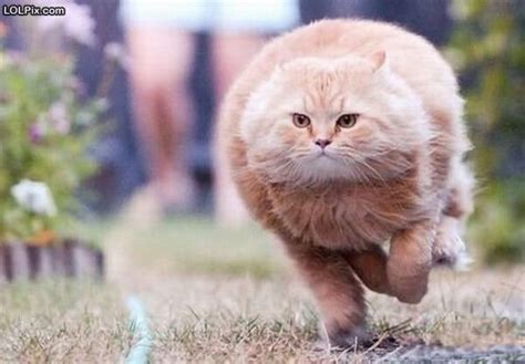 Fattest Running Cat Funny Pictures 743 Pic 5