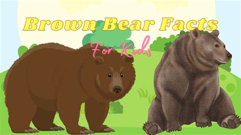 Brown Bear Facts For Kids Brown Bear Facts For Kindergarten In English
