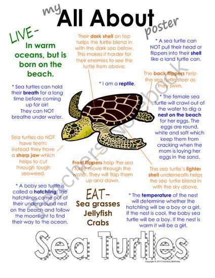 Sea Turtle Facts Visualize Files
