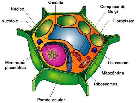Más De 25 Ideas Increíbles Sobre Celula Eucariota Vegetal En Pinterest