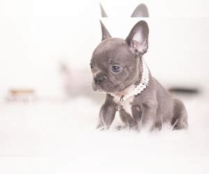 Beautiful male pedigree french bulldog puppies ready for their forever homes. View Ad: French Bulldog Puppy for Sale near California ...