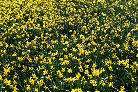 Field With Yellow Daffodils Del Colaborador De Stocksy Rene De Haan Stocksy