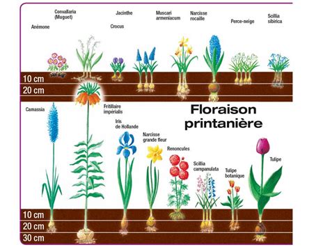 Comment Planter Vos Bulbes Le Blog D Initiatives Fleurs Nature