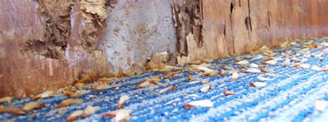 Termite Elimination In Oregon And Idaho Call For Your Free Pest Inspection
