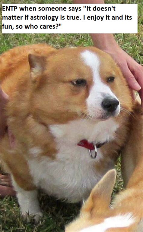 This Fat Corgi Had Too Much Meme Potential To Ignore Rmbtimemes