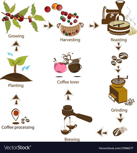 Coffee Processing Step Step Royalty Free Vector Image