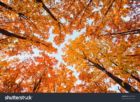 Autumn Landscape Bright Colored Oak Leaves Stock Photo